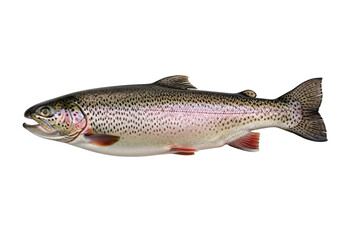 Obraz premium A side view of a speckled, vibrant trout against a dark background.