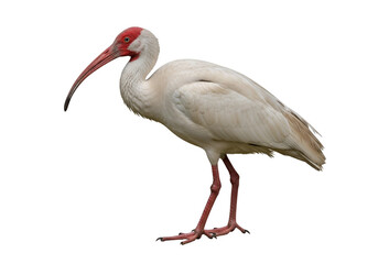 Obraz premium A white ibis, with striking red beak and legs, stands against a black background, showcasing detailed plumage.