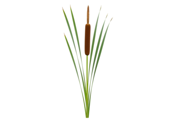 A single cattail plant, showcasing vibrant green foliage and a distinct brown seed head, is presented against a pure black background.