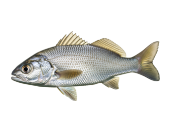 A side profile of a silvery fish, showcasing detailed scales and fins against a pure black backdrop.
