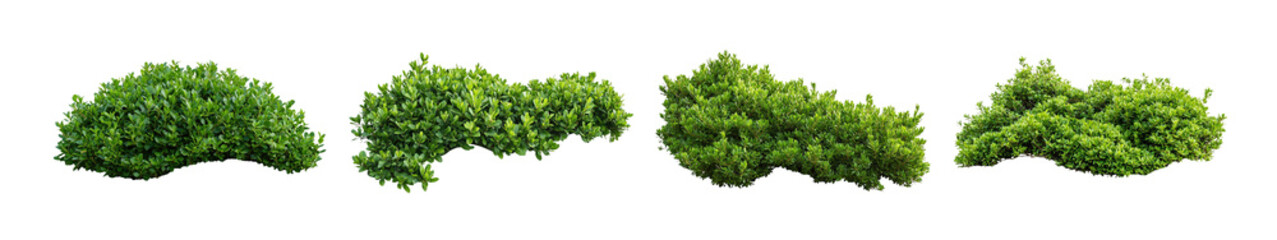 Green bushes isolated on white in natural organic shapes. Dense shrubs arranged in landscape elements with fresh foliage. Decorative greenery used for garden, park, and outdoor design.