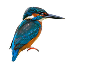 Obraz premium A vibrant kingfisher displays its striking blue and orange plumage against a stark black backdrop.