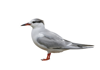 Fototapeta premium A side profile of a white-grey bird with reddish legs against a pure black background.