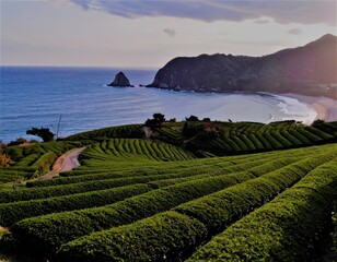 Stunning Korean green tea field by the southern sea shore, AI Generated image