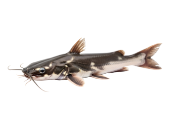 A side view of a speckled catfish, presented against a stark black background, highlighting its intricate pattern and detailed features.