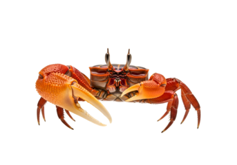 A detailed close-up of a vibrant orange and brown crab, showcasing its intricate shell patterns and powerful claws against a striking black background.