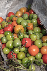 A vibrant pile of fresh, ripe, and unripe tomatoes spilling from a burlap sack.