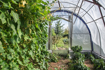 Lush greenhouse interior showcasing thriving plants and an inviting garden view.