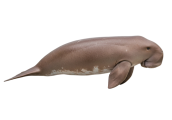 A side view of a dusky dugong, showcasing its smooth, light brownish-gray skin and detailed features against a pure black background.