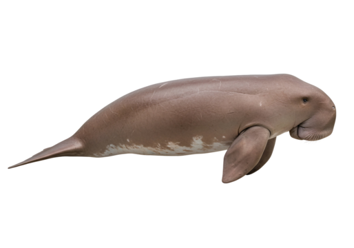 A side view of a dusky dugong, showcasing its smooth, light brownish-gray skin and detailed features against a pure black background.