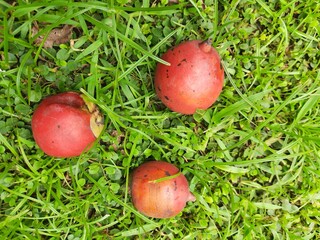 Bactris gasipaes fruits. Its common names Chontaduro fruit and Peach Palm fruit. It  is a species...