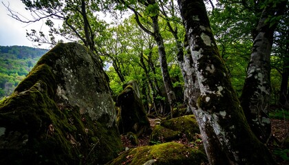 Lush green trees and moss-covered rocks dominate this woodland scene, showcasing a tranquil and shaded forest environment.