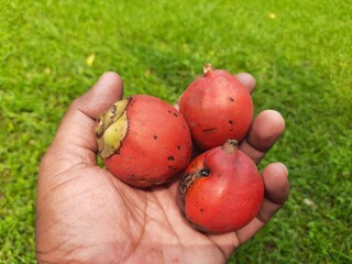 Bactris gasipaes fruits. Its common names Chontaduro fruit and Peach Palm fruit. It  is a species...