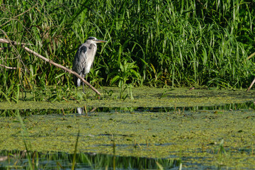 Blue heron no.4, Ardea herodias over the river