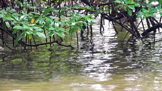 Tropical seas of South Asia. Sulawesi sea. Bunaken Island coast. Mangrove forests, Avicennia germinans Pneumatophores