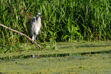 Blue heron no.2, Ardea herodias over the river