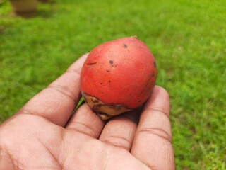 Bactris gasipaes fruits. Its common names Chontaduro fruit and Peach Palm fruit. It  is a species...
