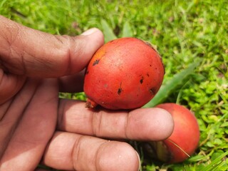 Bactris gasipaes fruits. Its common names Chontaduro fruit and Peach Palm fruit. It  is a species...