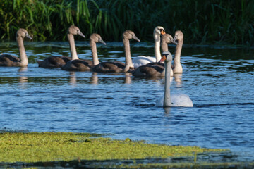 A flock of swans no.3 on the river