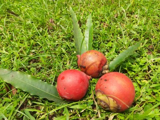 Bactris gasipaes fruits. Its common names Chontaduro fruit and Peach Palm fruit. It  is a species...