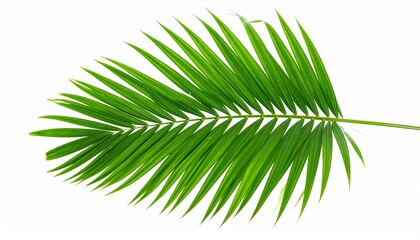 Obraz premium palm leaf isolated on white