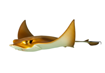 A striking close-up showcases a golden-hued ray gracefully gliding against a pitch-black background.