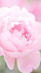 Soft focus close-up of a pale pink peony blossom