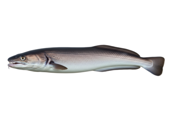 A slender, elongated fish with a pointed snout and a subtly patterned body is displayed against a stark black background.