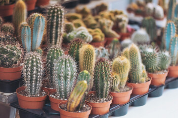 Cacti showcase at a vibrant plant market during a sunny afternoon filled with colorful varieties...