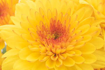 オレンジ色のスプレー菊を白背景でマクロ撮影31