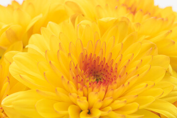 オレンジ色のスプレー菊を白背景でマクロ撮影29