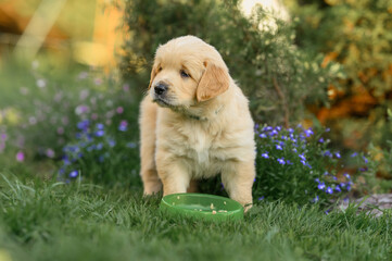 puppy dog ​​golden retriever labrador 1 month in summer in nature eats dog food. cute puppy for sale