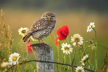 Steinkauz auf Holzpfosten in nat&uuml;rlicher Wiesenlandschaft mit Mohnblumen und Margeriten