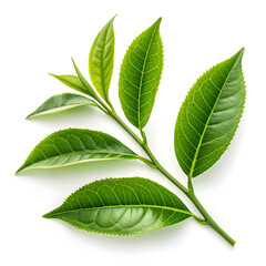 green tea leaves isolated on white
