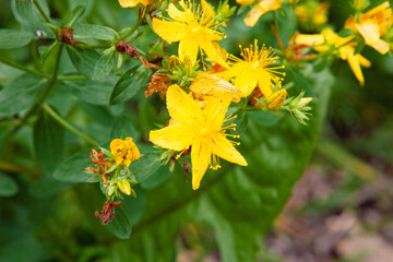 Yellow wildflower. Close up of a freshly opened Hypericum calycinum flower aka Rose of Sharon...