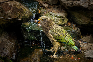 Curious parrot. Juvenile kea, Nestor notabilis, investigates small waterfall in mountain brook. Olive green bird with curved beak. One of most intelligent and curious parrots. Habitat New Zealand.