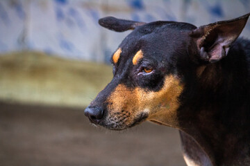 Portrait of a cute Black and Brown color dog. 