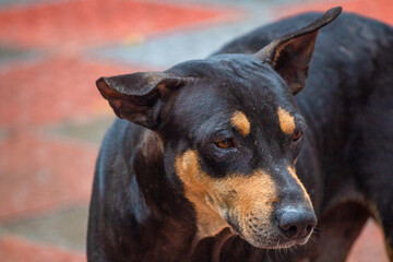 Portrait of a cute Black and Brown color dog. 
