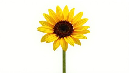 Naklejka premium A bright yellow sunflower with dark brown center stands out against a plain white backdrop.