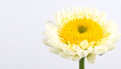 A single, delicate white flower with a vibrant yellow center blossoms against a neutral background.