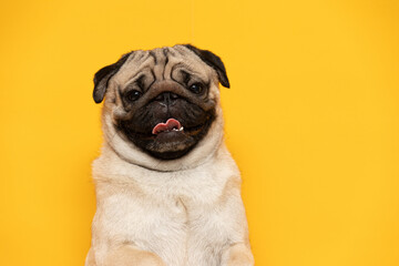 Cute pug dog with wrinkled face and tongue out looking happy against bright yellow background, showing playful and joyful expression in studio portrait