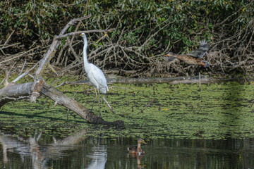 great white heron in the swamp