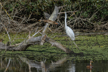 great white heron ardea alba on the swamp