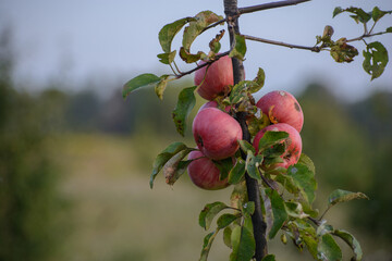 apples on tree