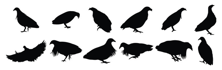 collection nicobar pigeon silhouettes illustration