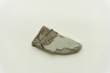 Fossil leaf from Japan