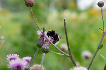 Bumblebee. Bumble bee on Creeping Thistle, blooming in the meadow. Field Thistle flower with bee close up for background, post, screensaver, wallpaper, postcard, banner, cover, website