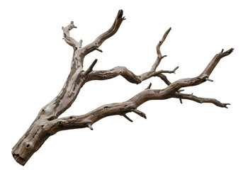 Detailed Close-up of a Weathered Tree Branch isolated on transparent background