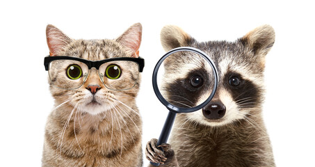 Portrait of a cat in glasses and a raccoon with a magnifying glass in his hands isolated on a white background