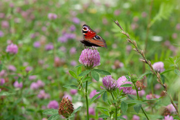 Peacock eye butterfly on a clover flower. A butterfly collects honey from a pink clover. Scene with...